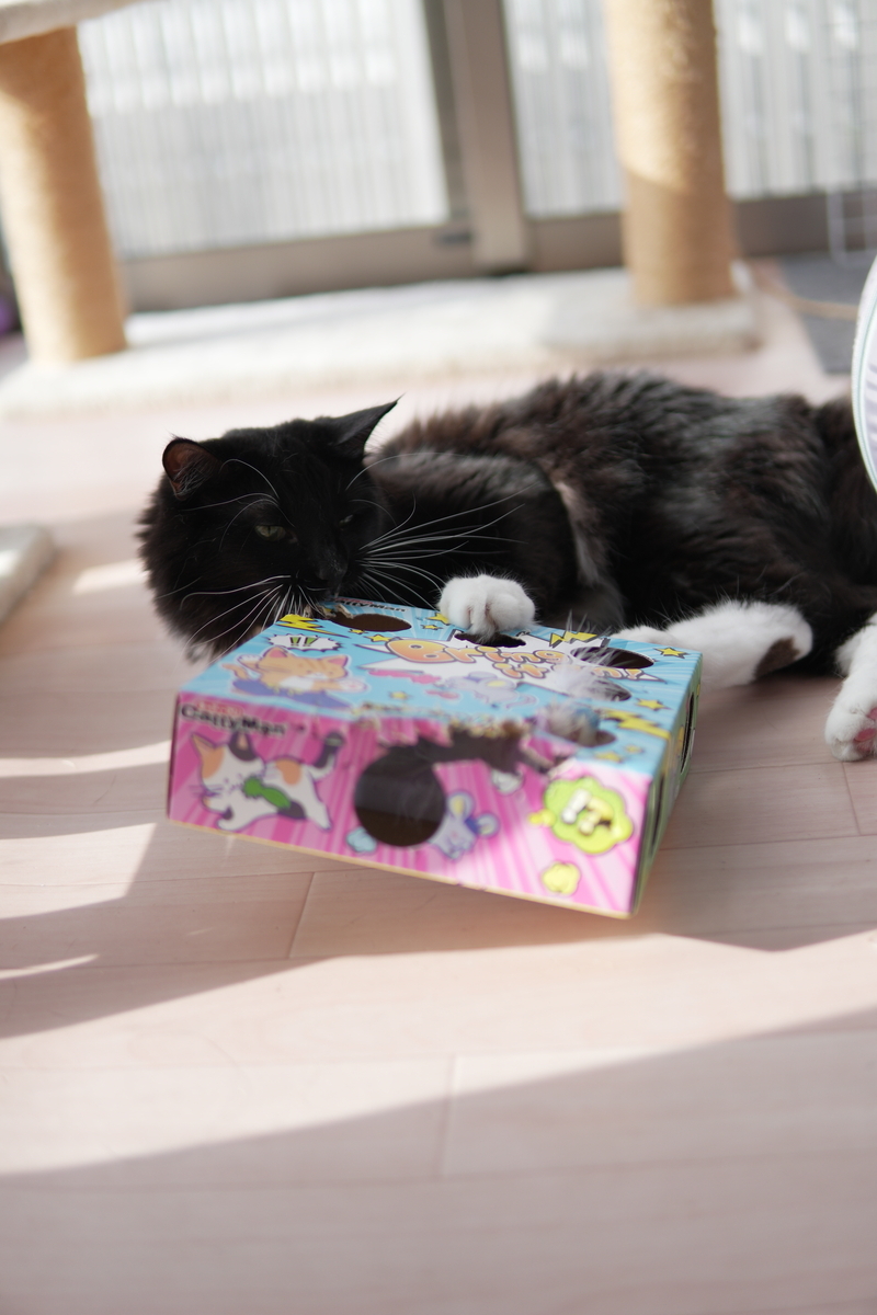 レビュー】じゃれ猫 電動めちゃくちゃ遊び｜多頭飼いでも遊ぶ？実際に5