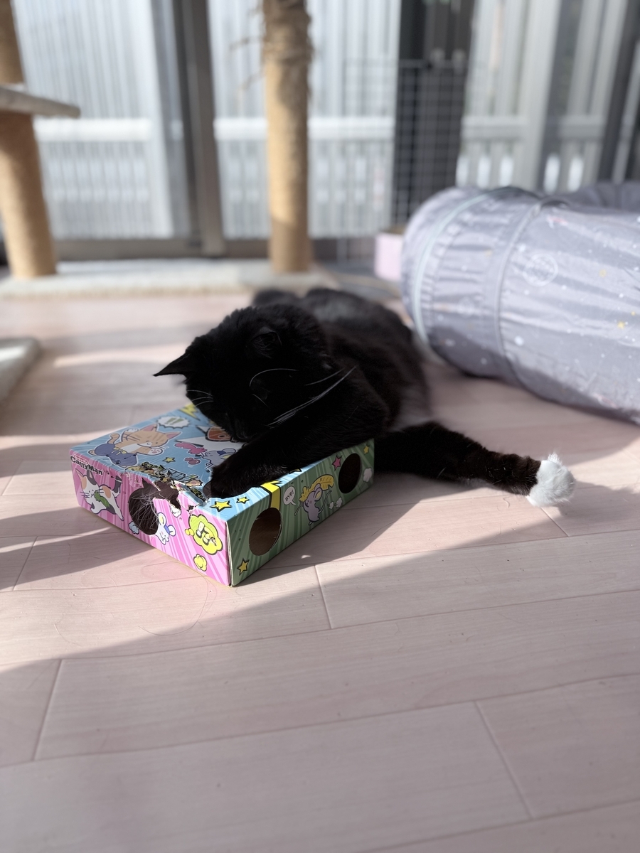 レビュー】じゃれ猫 電動めちゃくちゃ遊び｜多頭飼いでも遊ぶ？実際に5
