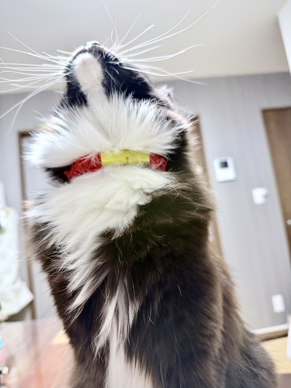 Catlogの口コミ・レビュー｜猫5匹で使って分かったメリット