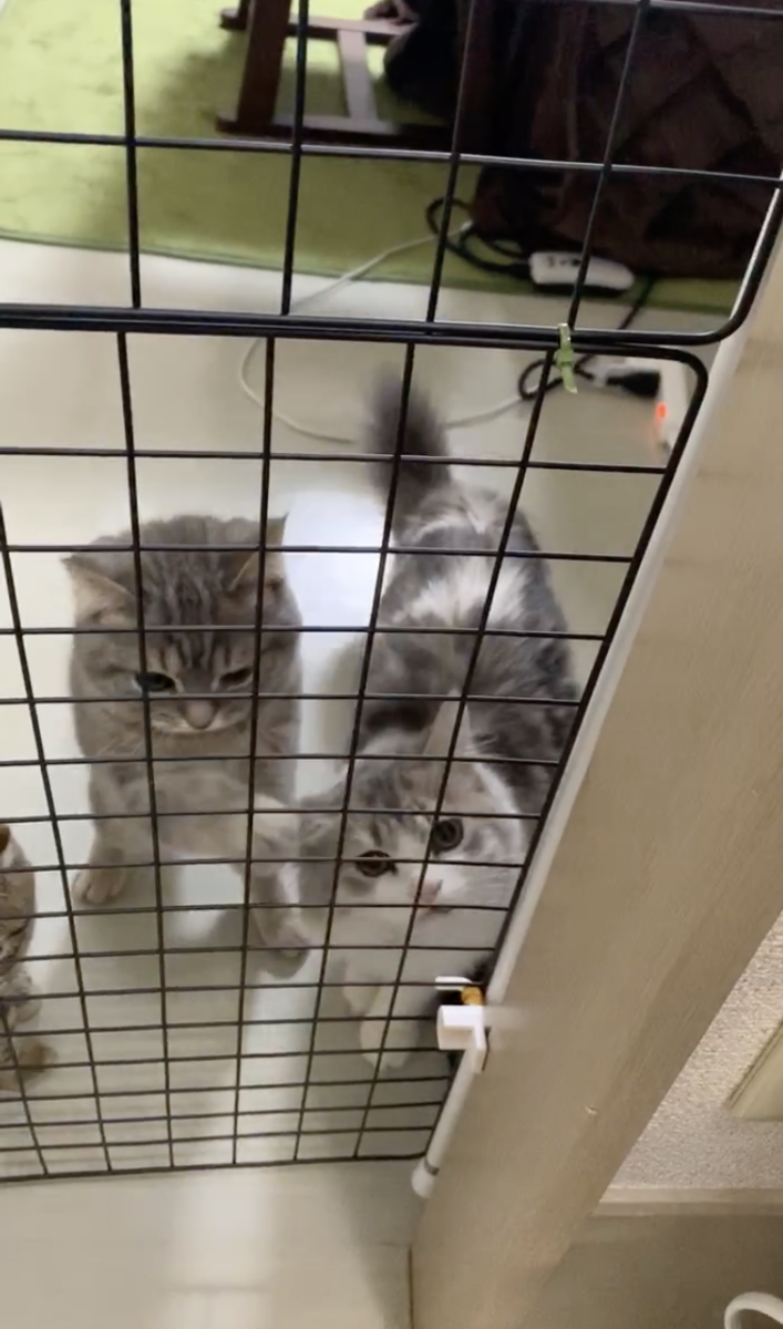 猫の脱走・進入防止に使っているメッシュ対策