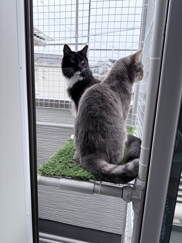 f:id:catsdiary:20260506183749j:image f:id:catsdiary:20260506183749j:image