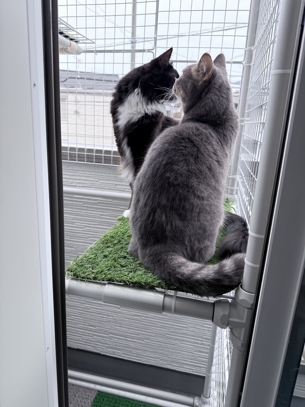 f:id:catsdiary:20260506183802j:image f:id:catsdiary:20260506183802j:image