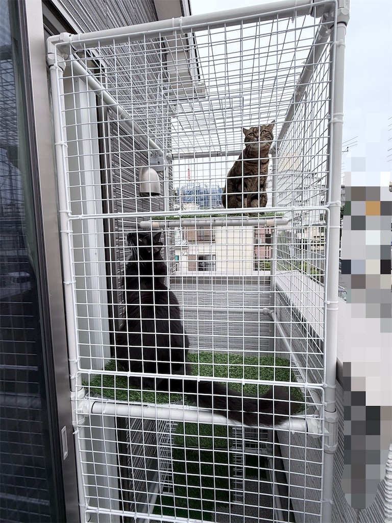 f:id:catsdiary:20260507063409j:image f:id:catsdiary:20260507063409j:image