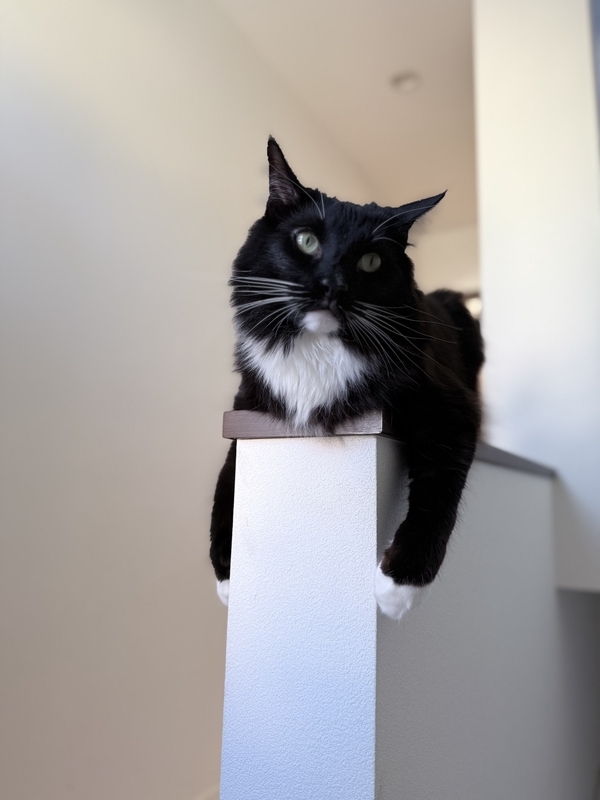 iPhoneで撮った黒猫バロン