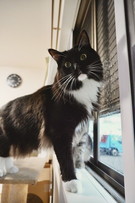 ZV-E10で撮った黒猫バロン