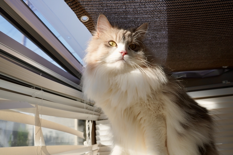ZV-E10で撮った長毛猫の写真