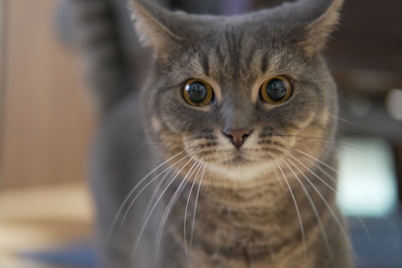 α6700で撮ったしぐれの猫写真