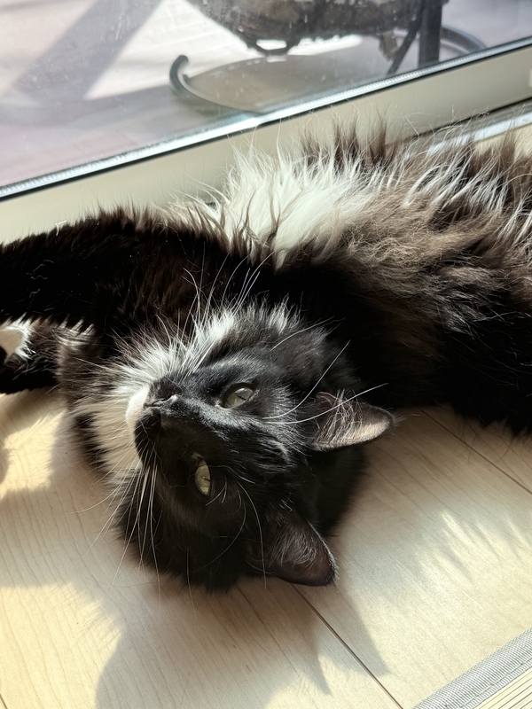 α6700で撮った黒猫バロン