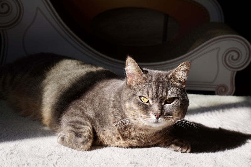 ZV-E10で撮ったしぐれの猫写真