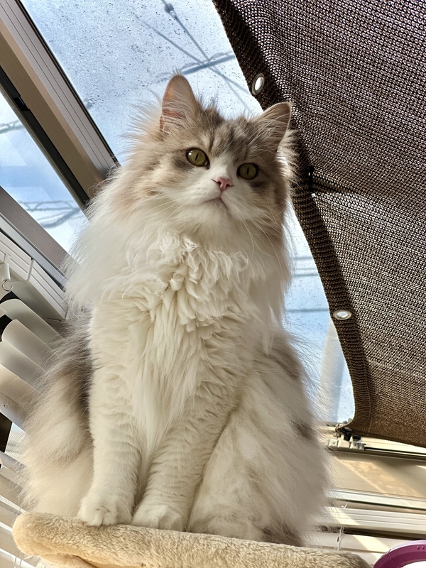 スマホで撮った長毛猫の写真