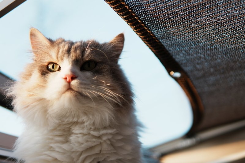 α6700で撮った長毛猫の写真