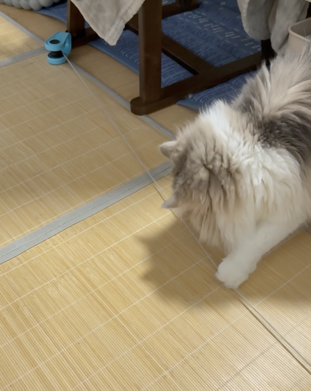 みちゃ猫出品 CSHope 猫ちゃん走りだせ！レビュー｜猫5匹で電動猫おもちゃを試した