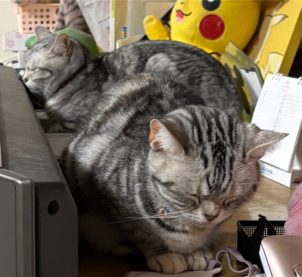 f:id:catsinwonderland:20260401212437j:image