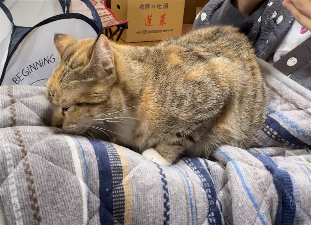 f:id:catsinwonderland:20260404100207j:image