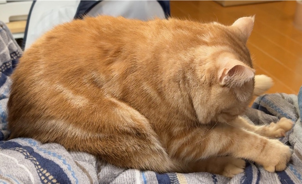f:id:catsinwonderland:20260420131703j:image