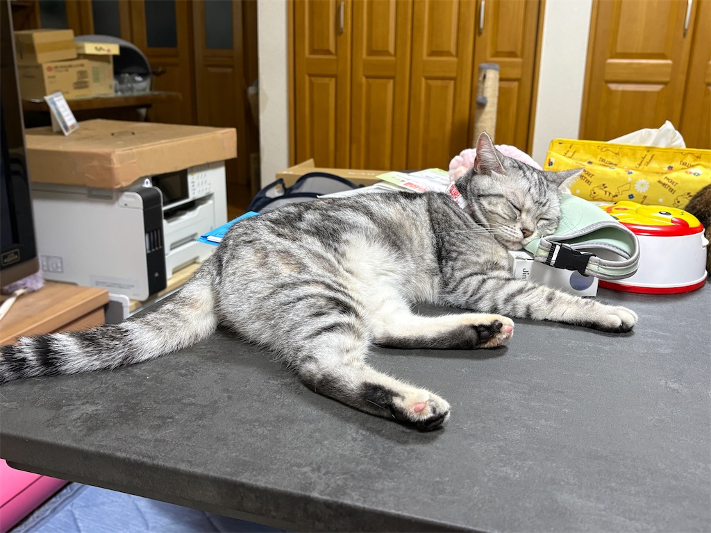 f:id:catsinwonderland:20260904200837j:image