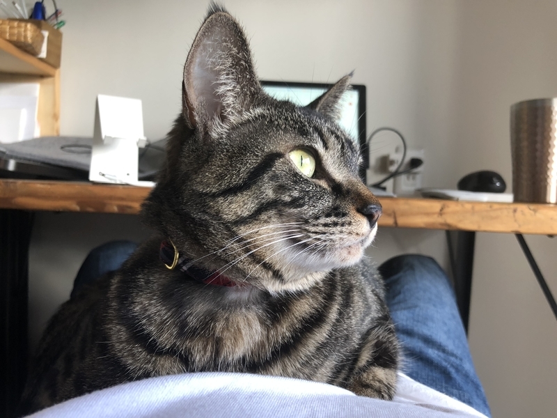 2018年 猫のために買ってよかったもの5選 - 主に浅草で食べたものを記録していくよのアイキャッチ画像