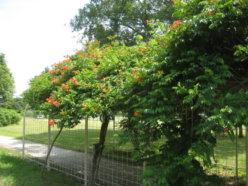 f:id:cattlesen:20150610130744j:image:w360:right