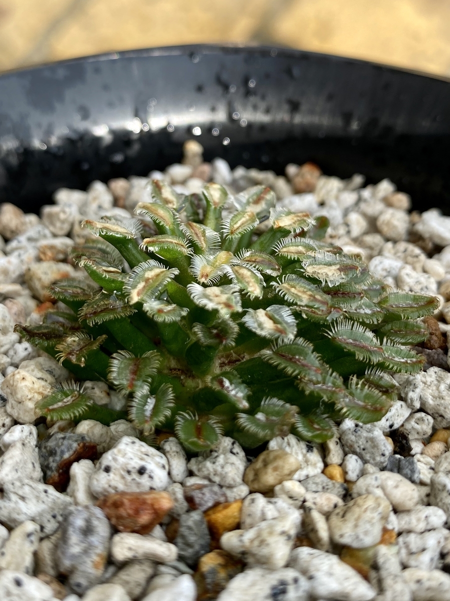 f:id:caudex31:20200627162602j:plain