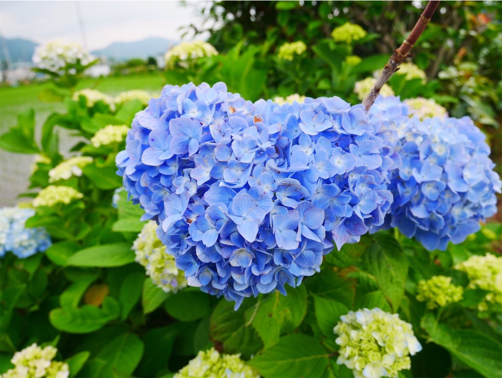 f:id:cb125250zzr250:20190619143920j:image f:id:cb125250zzr250:20190619143920j:image