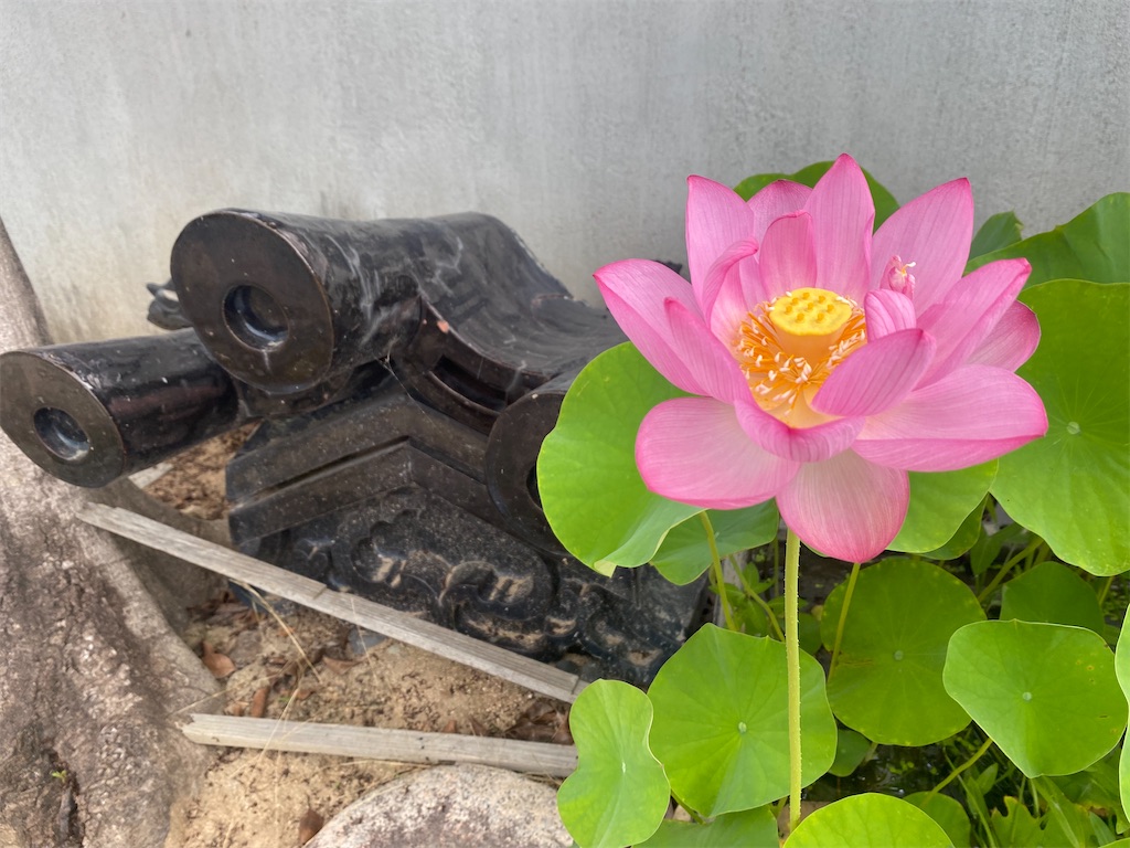 遅まきながら