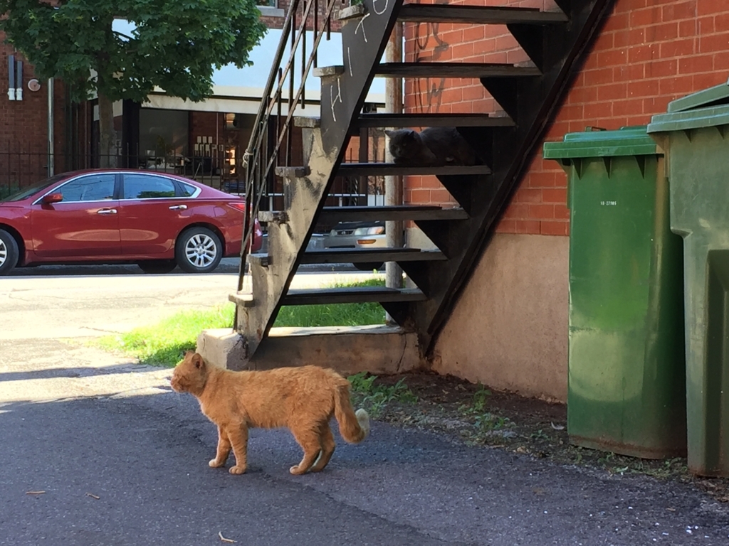 f:id:cc2_montreal:20170725005733j:plain