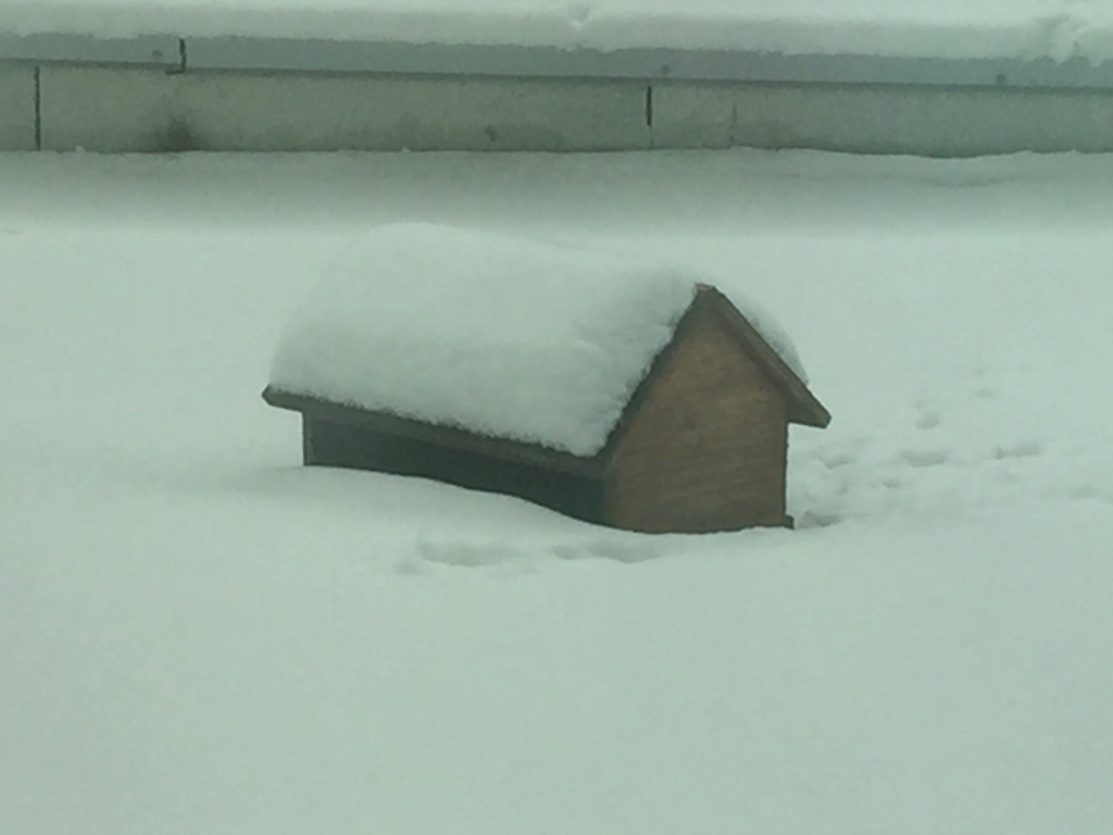 あー！ 家が雪に埋もれてるー！ - サイバーコネクトツー