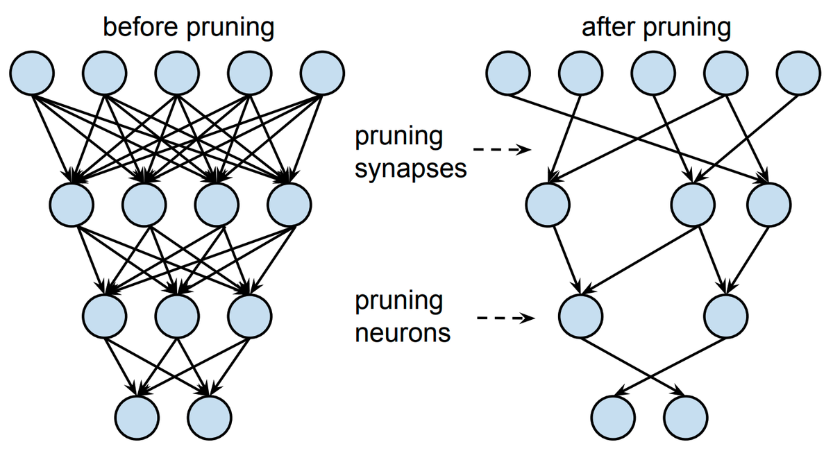 シナプス刈り込み　Synaptic Pruning