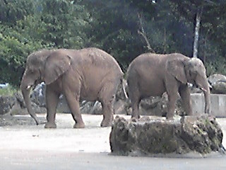 f:id:ccp4:20090721092306j:image f:id:ccp4:20090721092306j:image