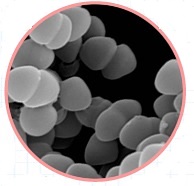 f:id:ccphf860:20171129164324j:plain