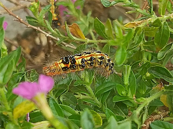 tyadokuga-2.jpg