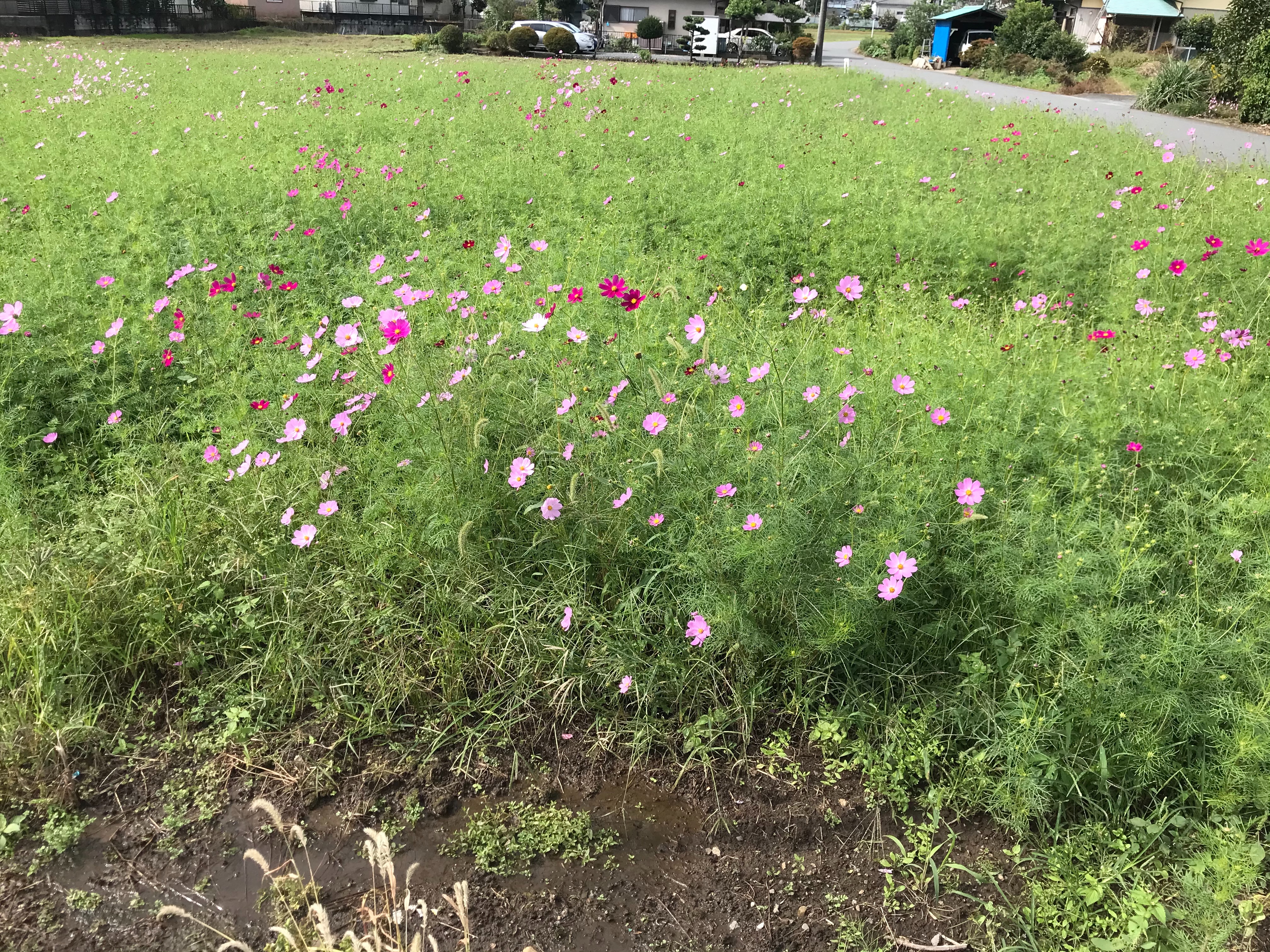 f:id:ccshimo:20201025182426j:image