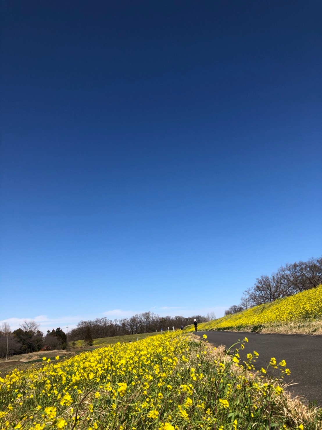 f:id:ccshimo:20210315162952j:image