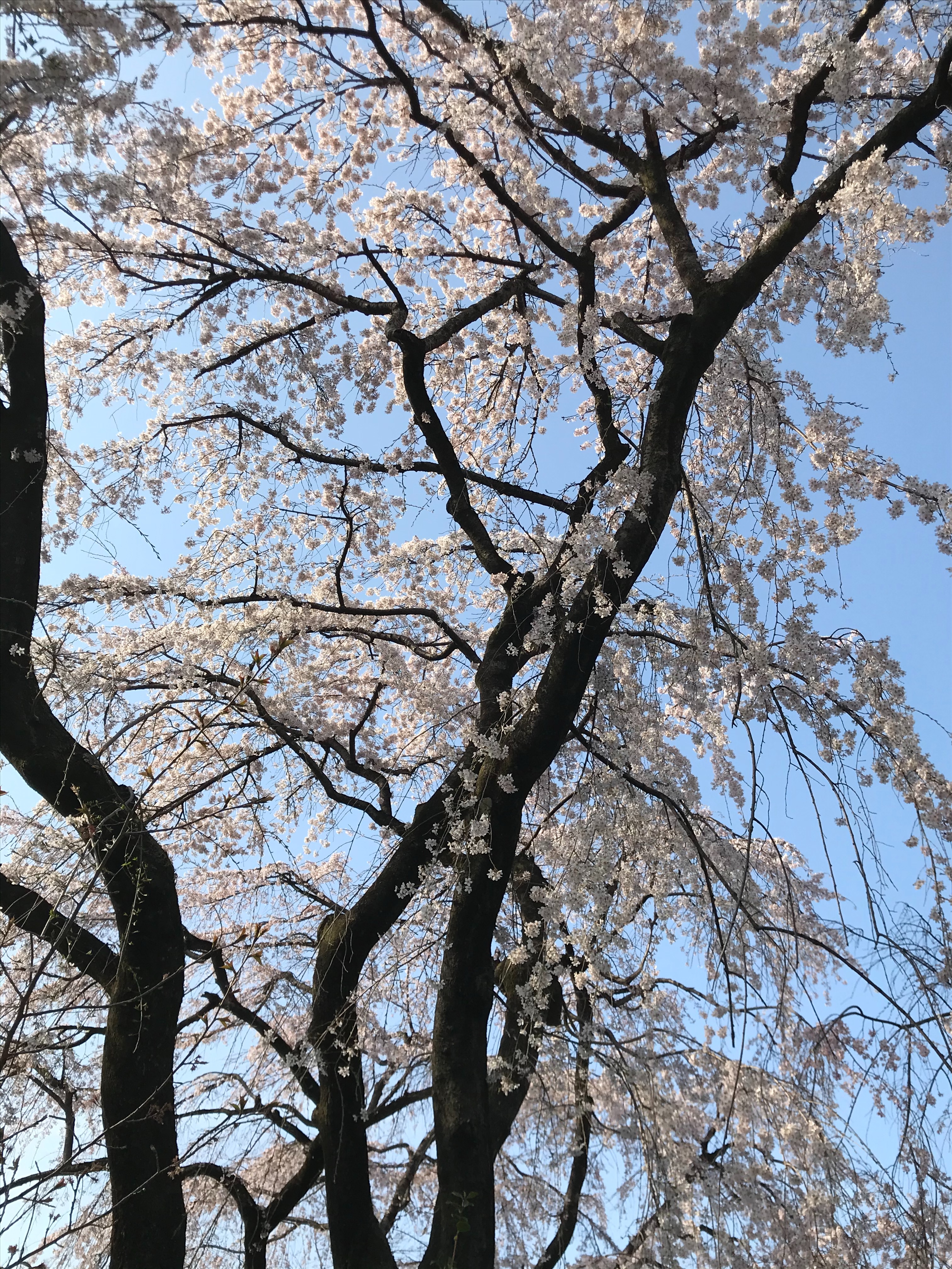 f:id:ccshimo:20210319235742j:image