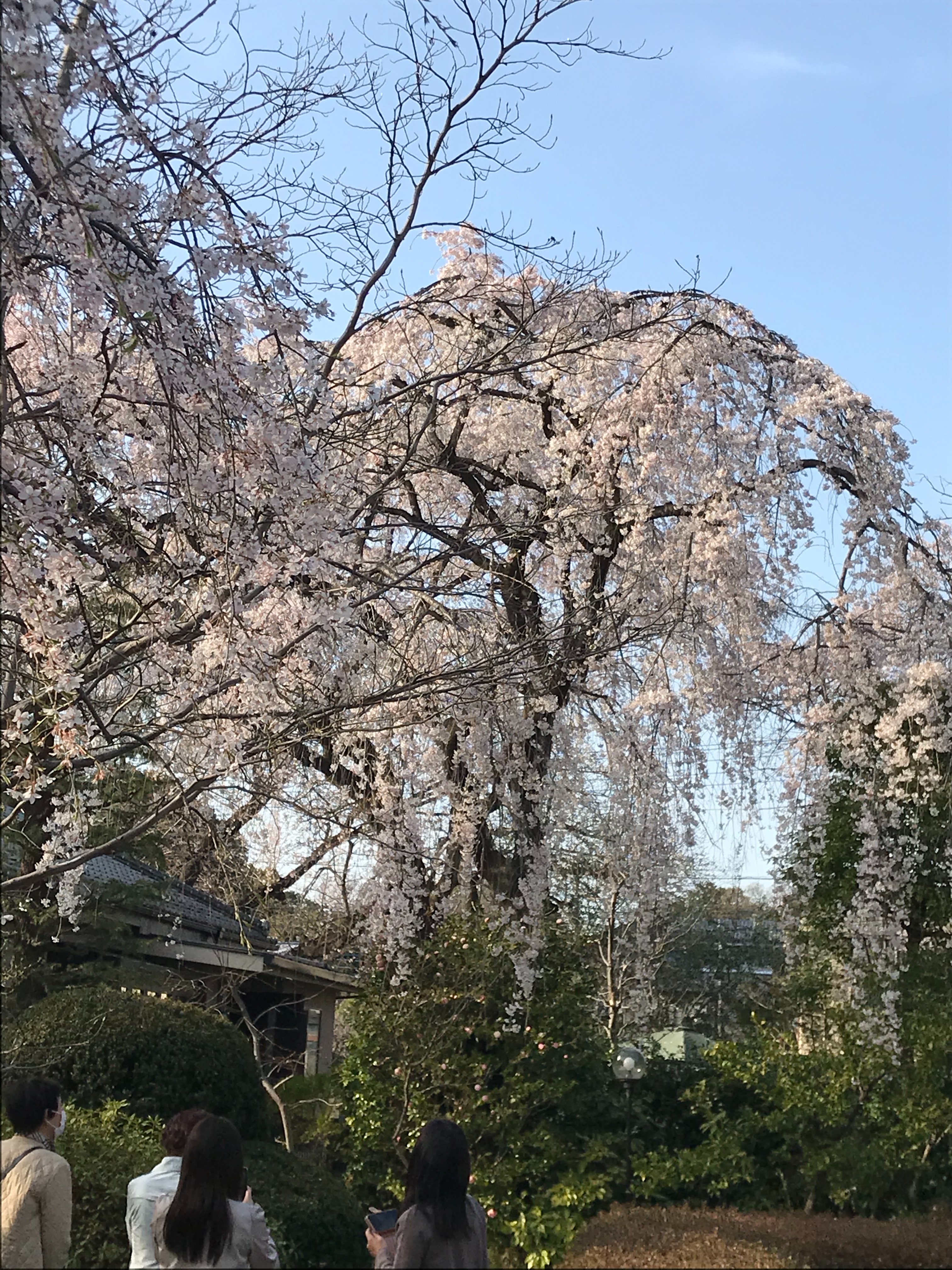 f:id:ccshimo:20210319235825j:image