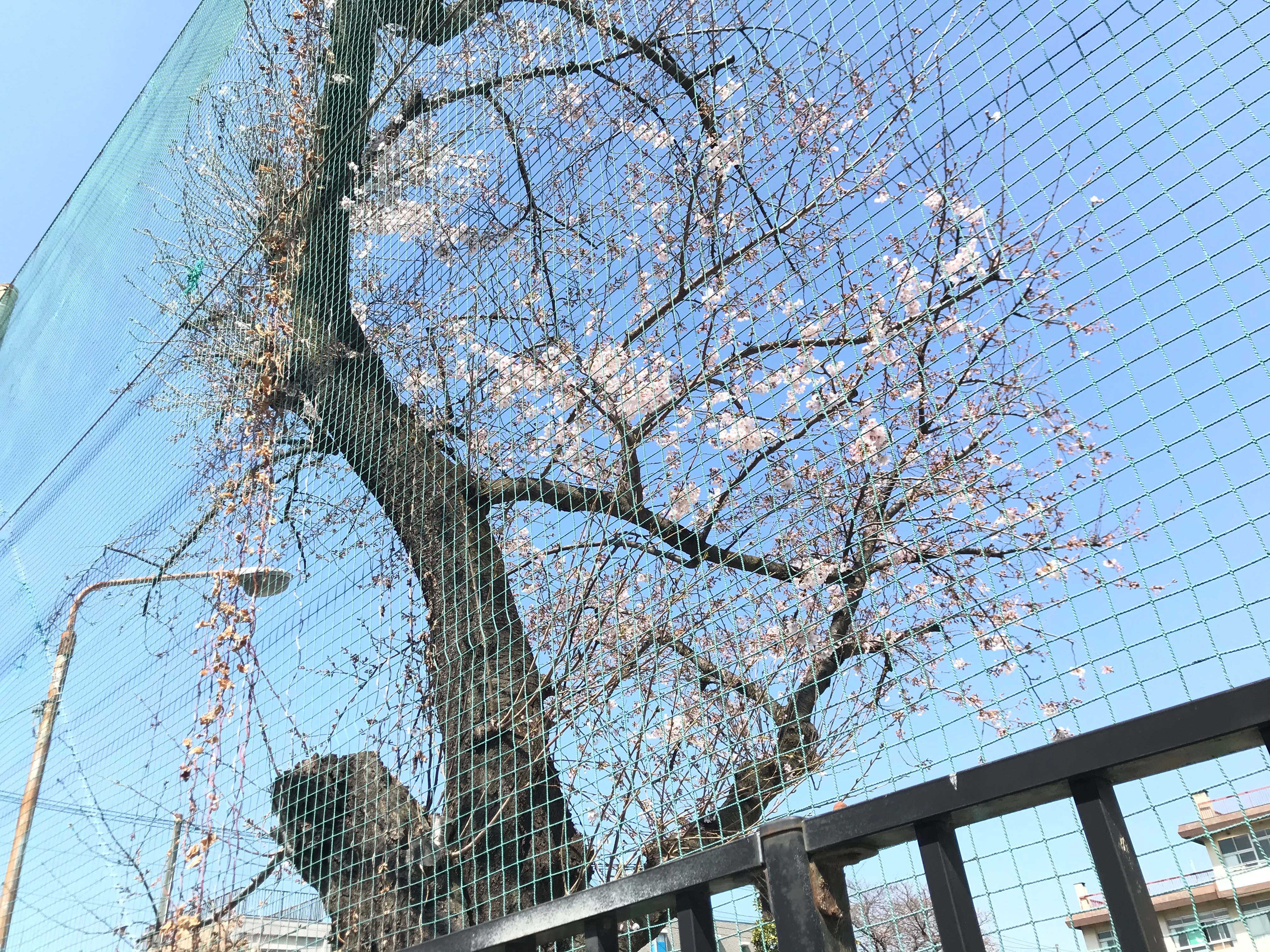 f:id:ccshimo:20210324164909j:image