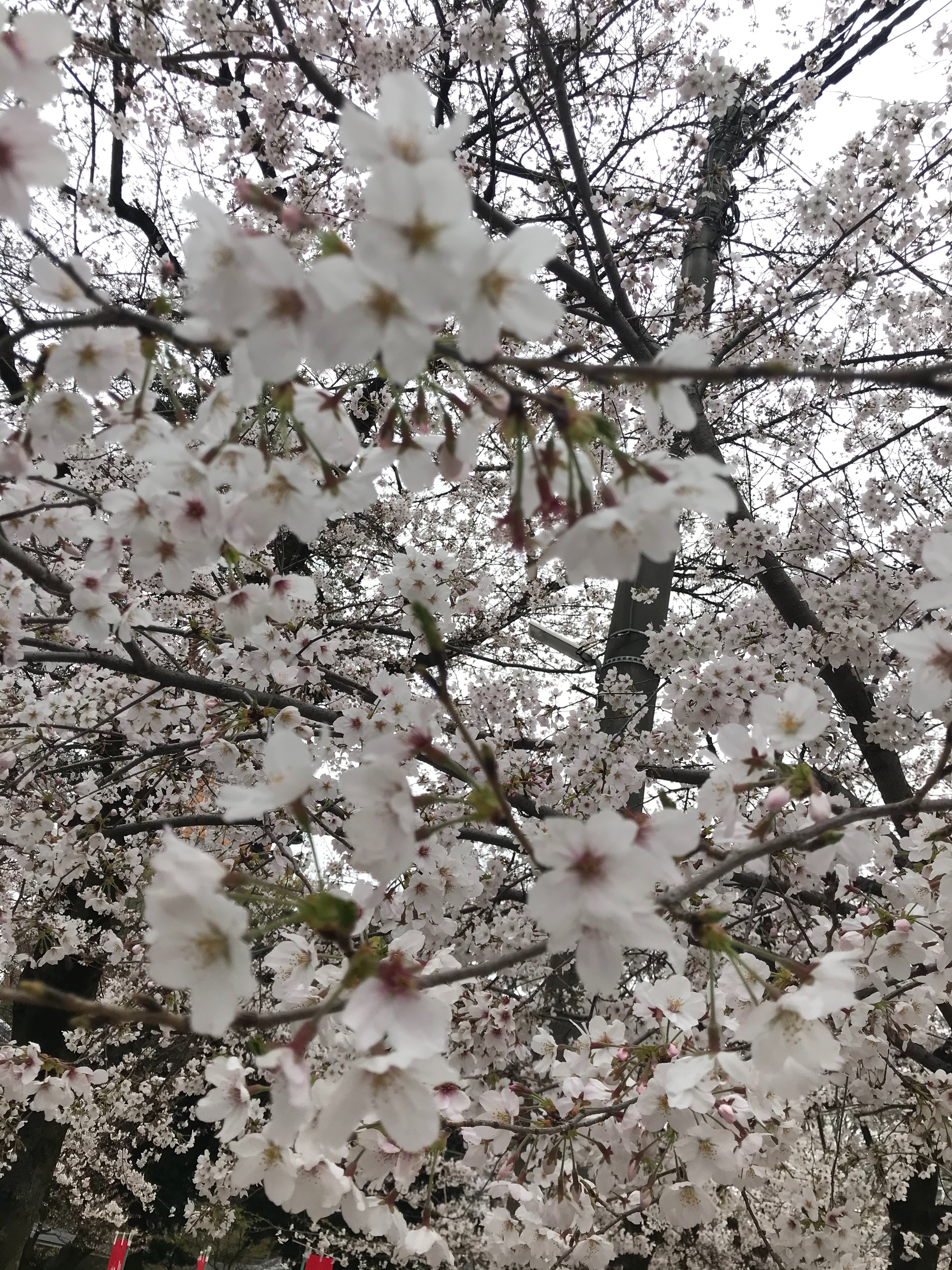 f:id:ccshimo:20210326000938j:image