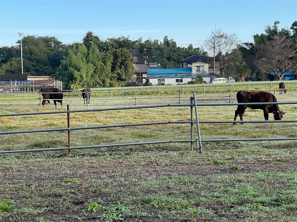 f:id:ccshimo:20211027133620j:image f:id:ccshimo:20211027133620j:image