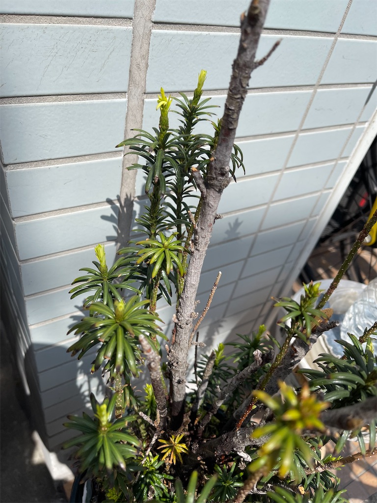 f:id:ccshimo:20220419092743j:image f:id:ccshimo:20220419092743j:image