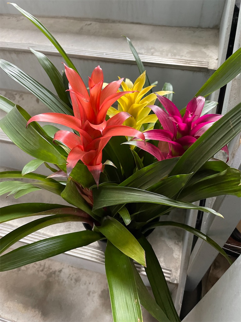 f:id:ccshimo:20221010232851j:image