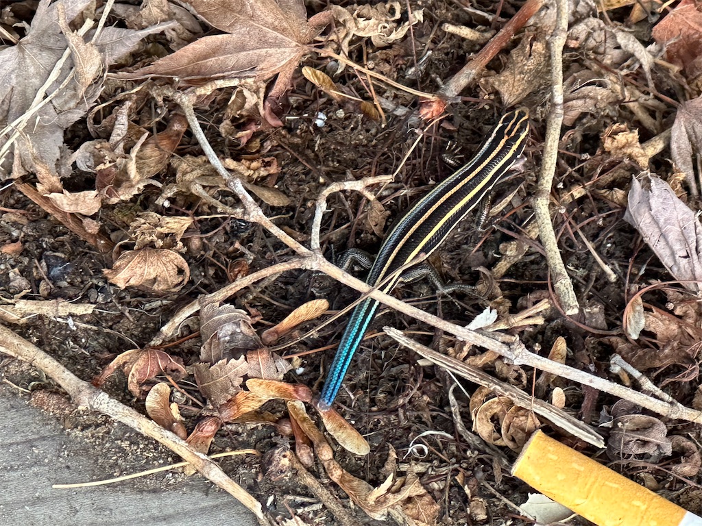 f:id:ccshimo:20230827180548j:image