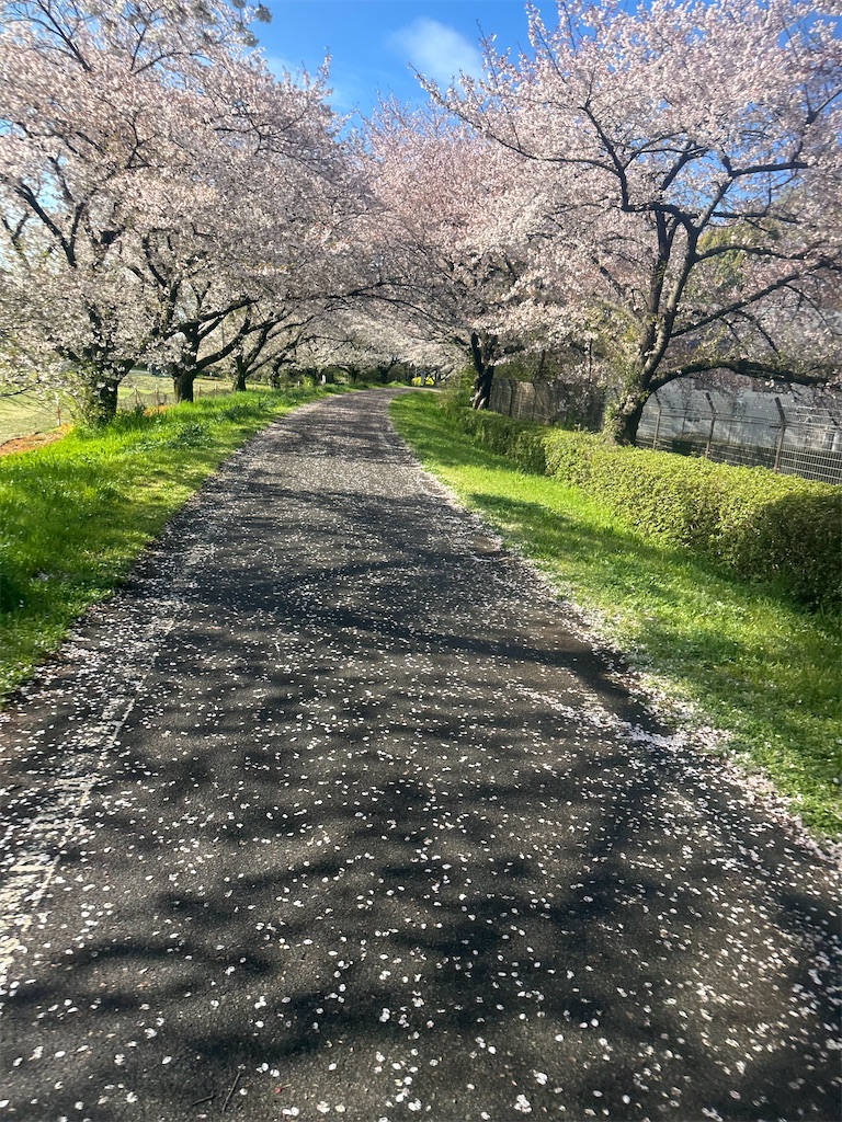 f:id:ccshimo:20260405202337j:image f:id:ccshimo:20260405202337j:image