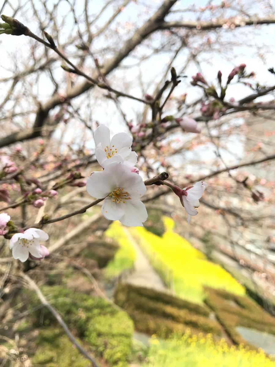 f:id:cdghnd:20190325143001j:plain