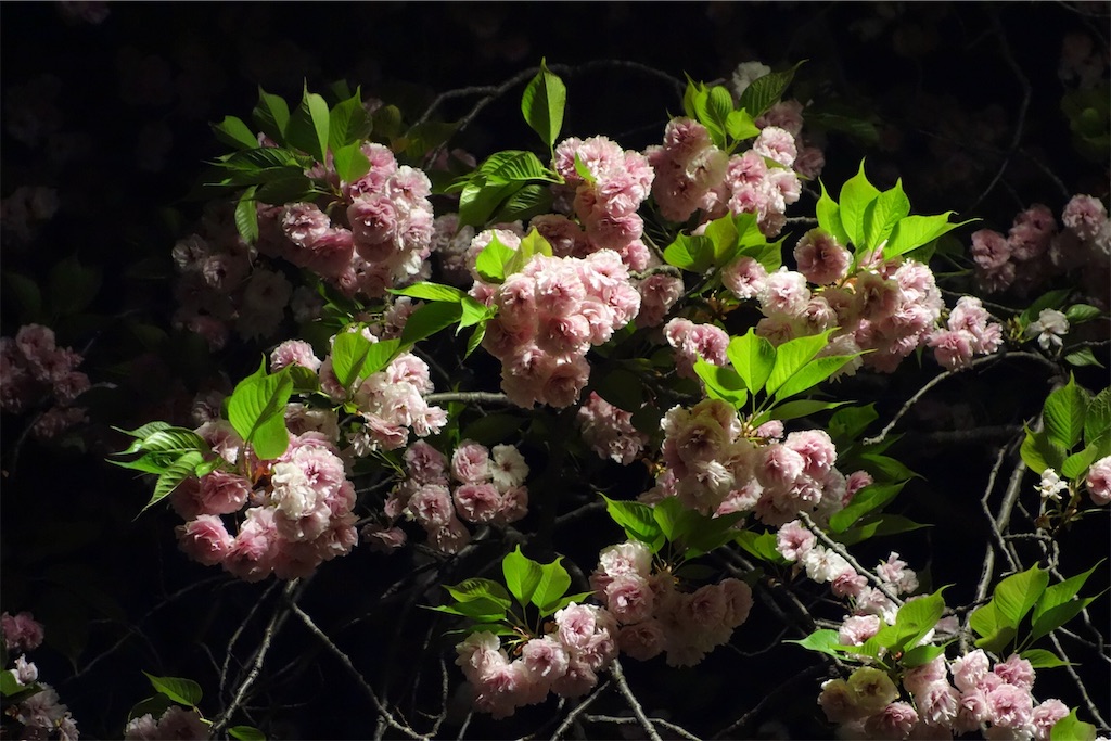 f:id:cdghnd:20190402132404j:image f:id:cdghnd:20190402132404j:image