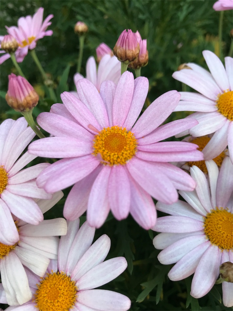 f:id:cdghnd:20190410111815j:image f:id:cdghnd:20190410111815j:image