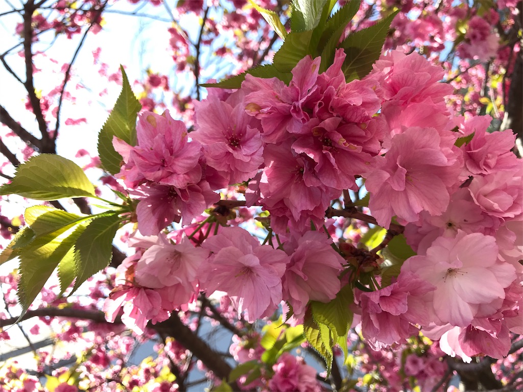 f:id:cdghnd:20190410112035j:plain f:id:cdghnd:20190410112035j:plain