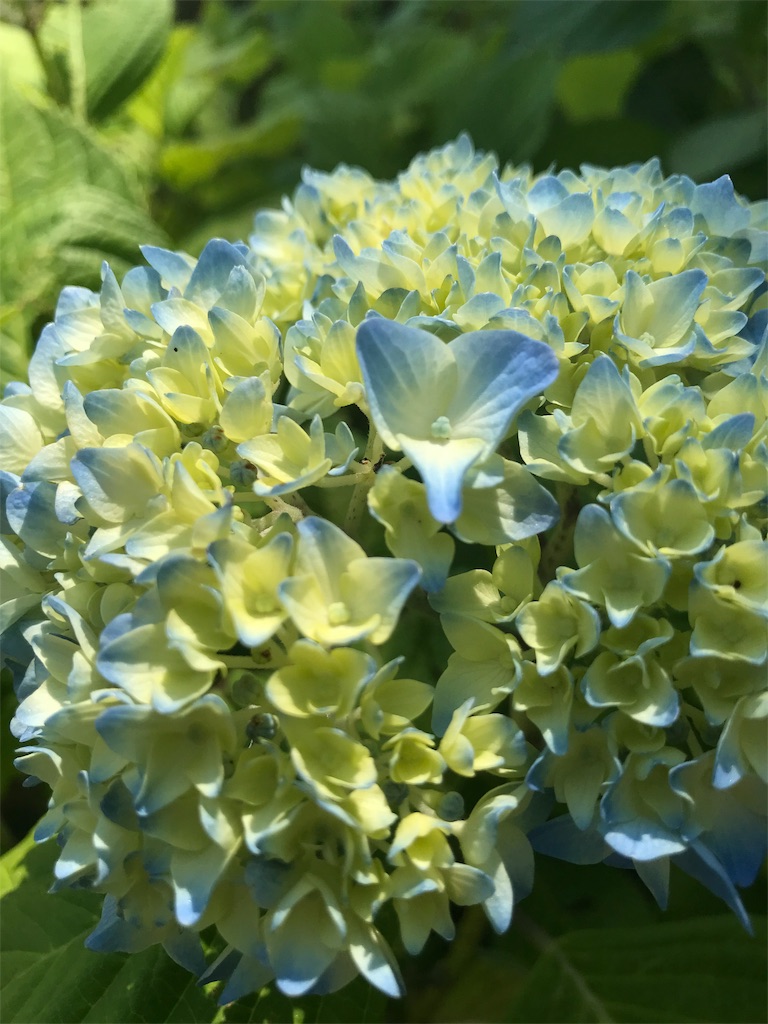 f:id:cdghnd:20190604093834j:image