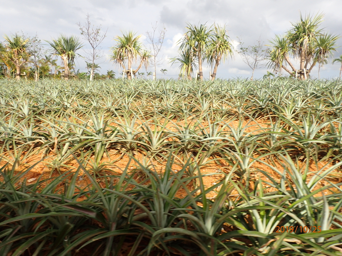 f:id:cdokin:20191107154221j:plain