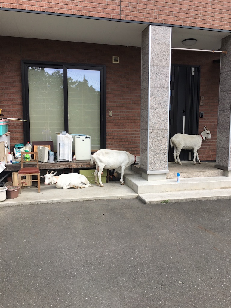 f:id:ce_araguma:20190822124449j:image