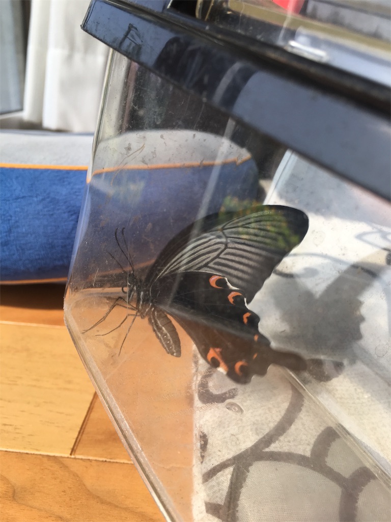 f:id:ce_araguma:20190822130351j:image